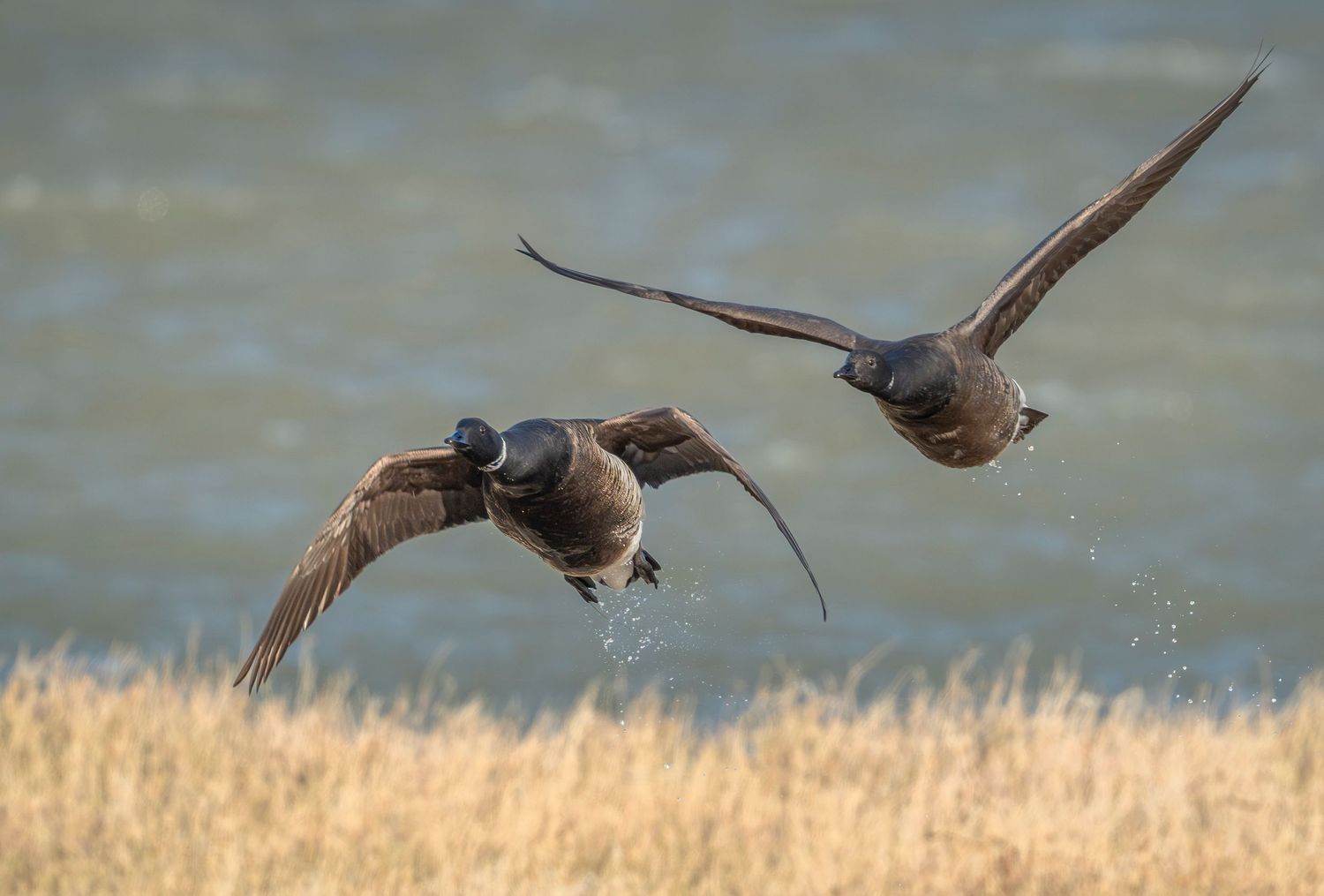 Dark-bellied Brent Goose in flight over golden grassland and water.