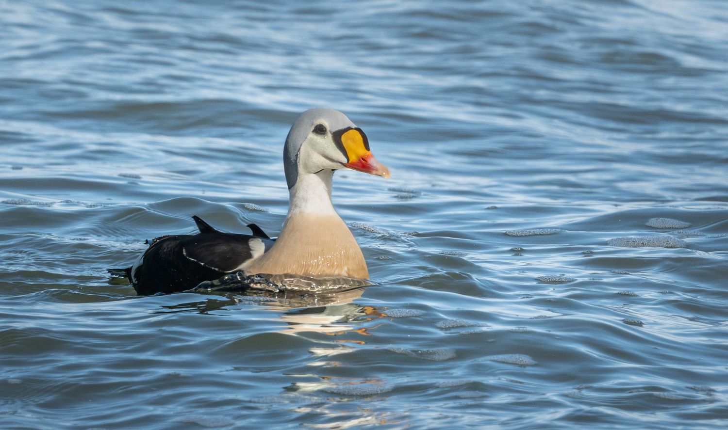 A King Eider duck swimming gracefully in blue rippling ocean water.