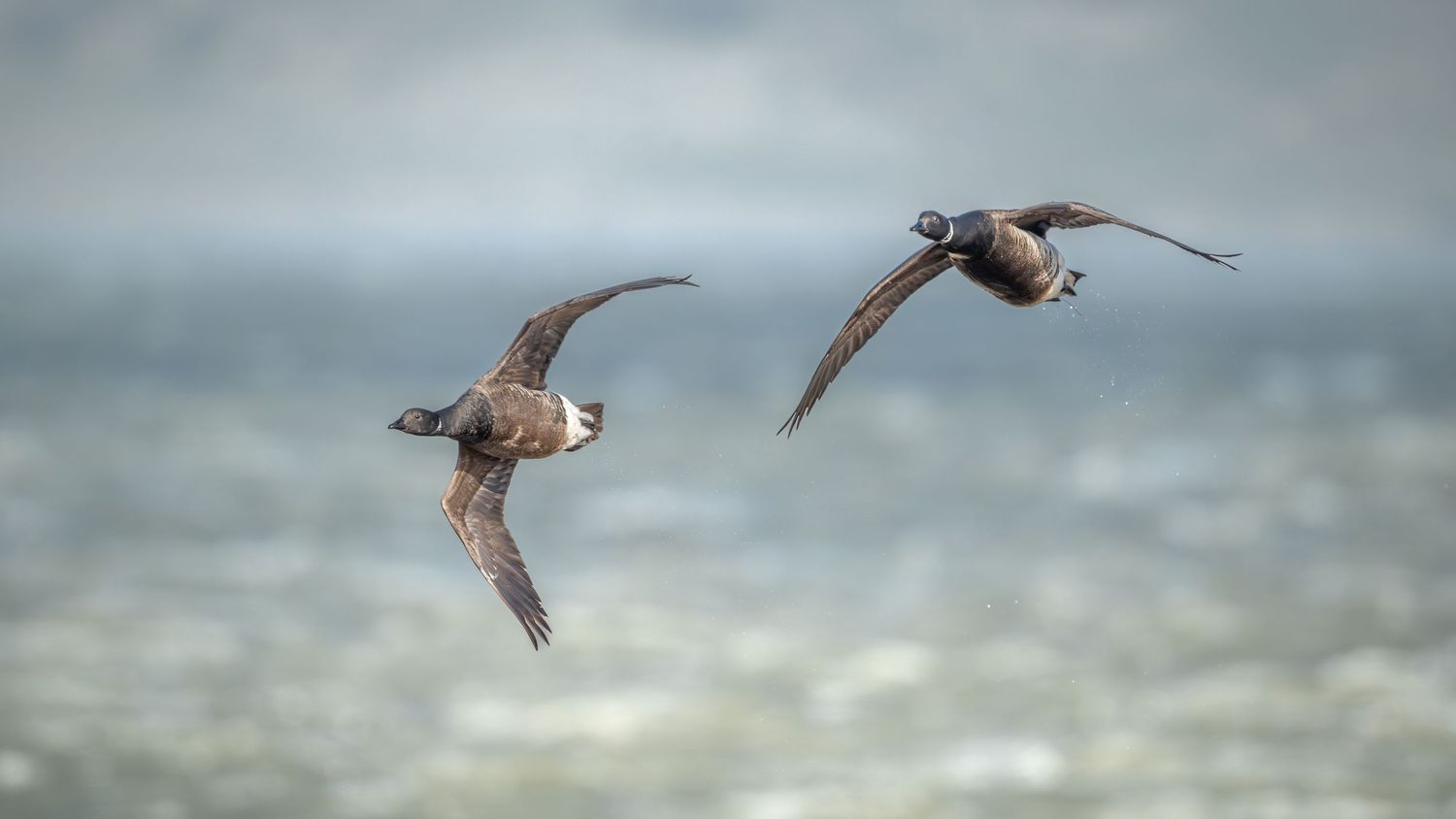 Dark-bellied Brent Goose in flight over water.