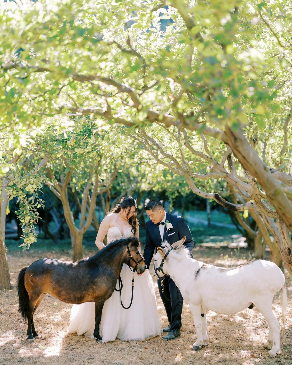 A series of wedding photos featuring donkeys and couples posing under shady trees in an outdoor setting.