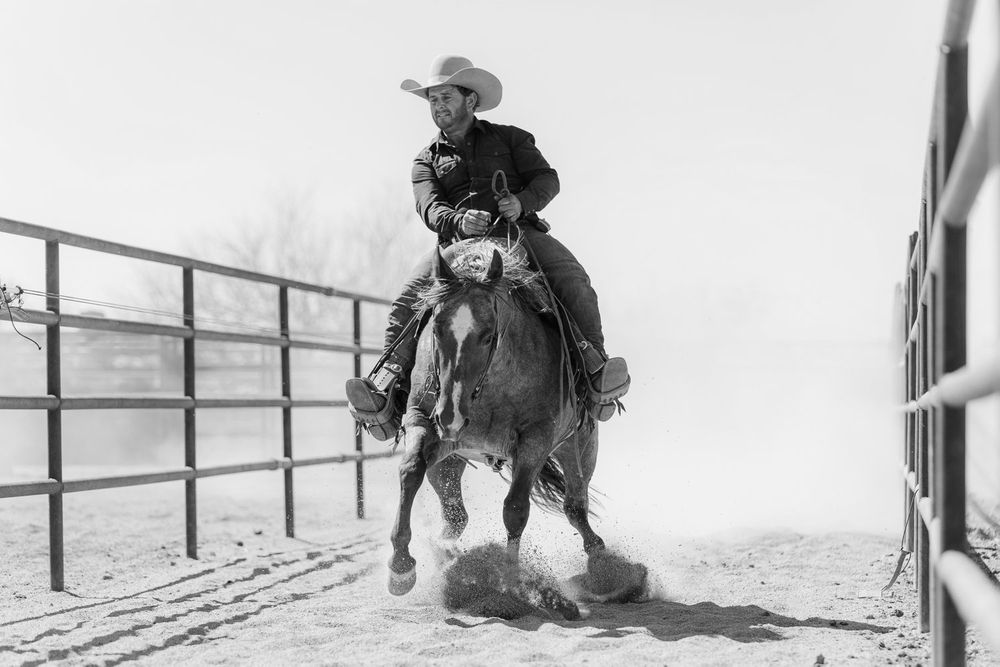 Cowboy training a young colt for cutting in a dusty arena