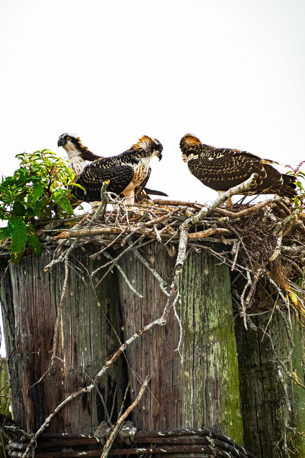 Two wild turkeys perched on top of a wooden fence with twigs and foliage visible in the background.