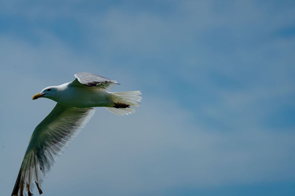 A seagull with spread wings soars gracefully against a bright blue sky on a sunny day.