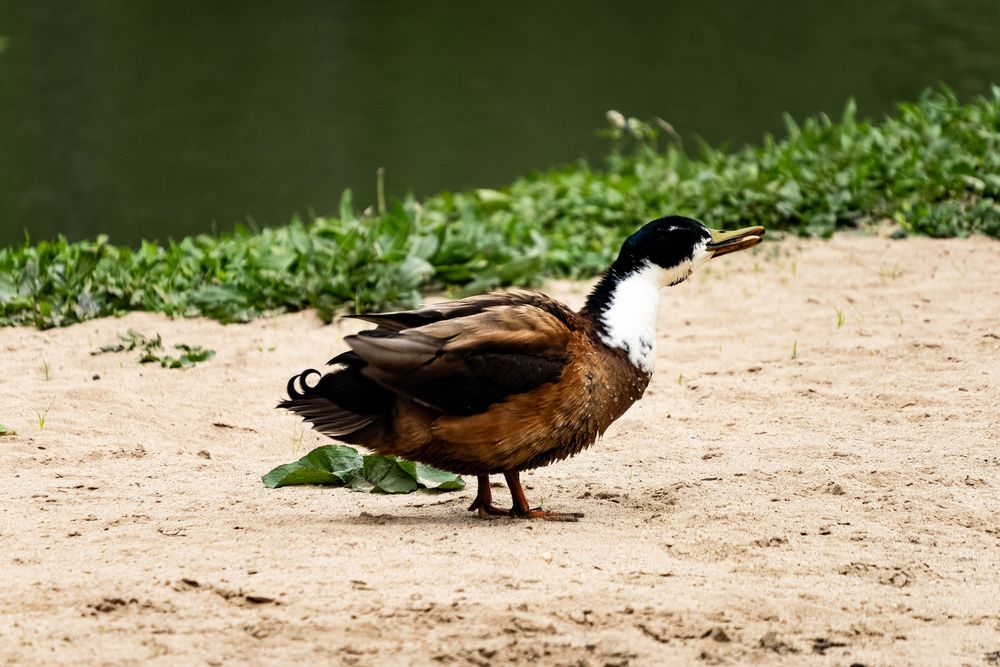 A row of brown and black mallard ducks walking in a line on a dirt path next to green grass.