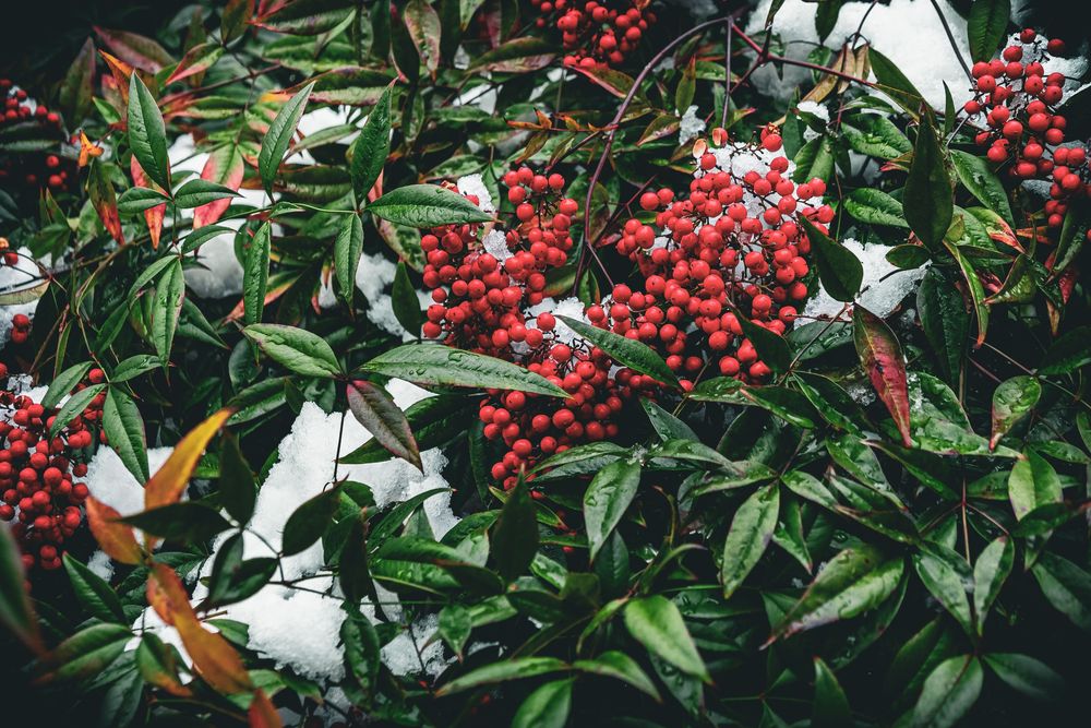 Bright red holly berries and glossy green leaves create a festive natural holiday display in garden setting.