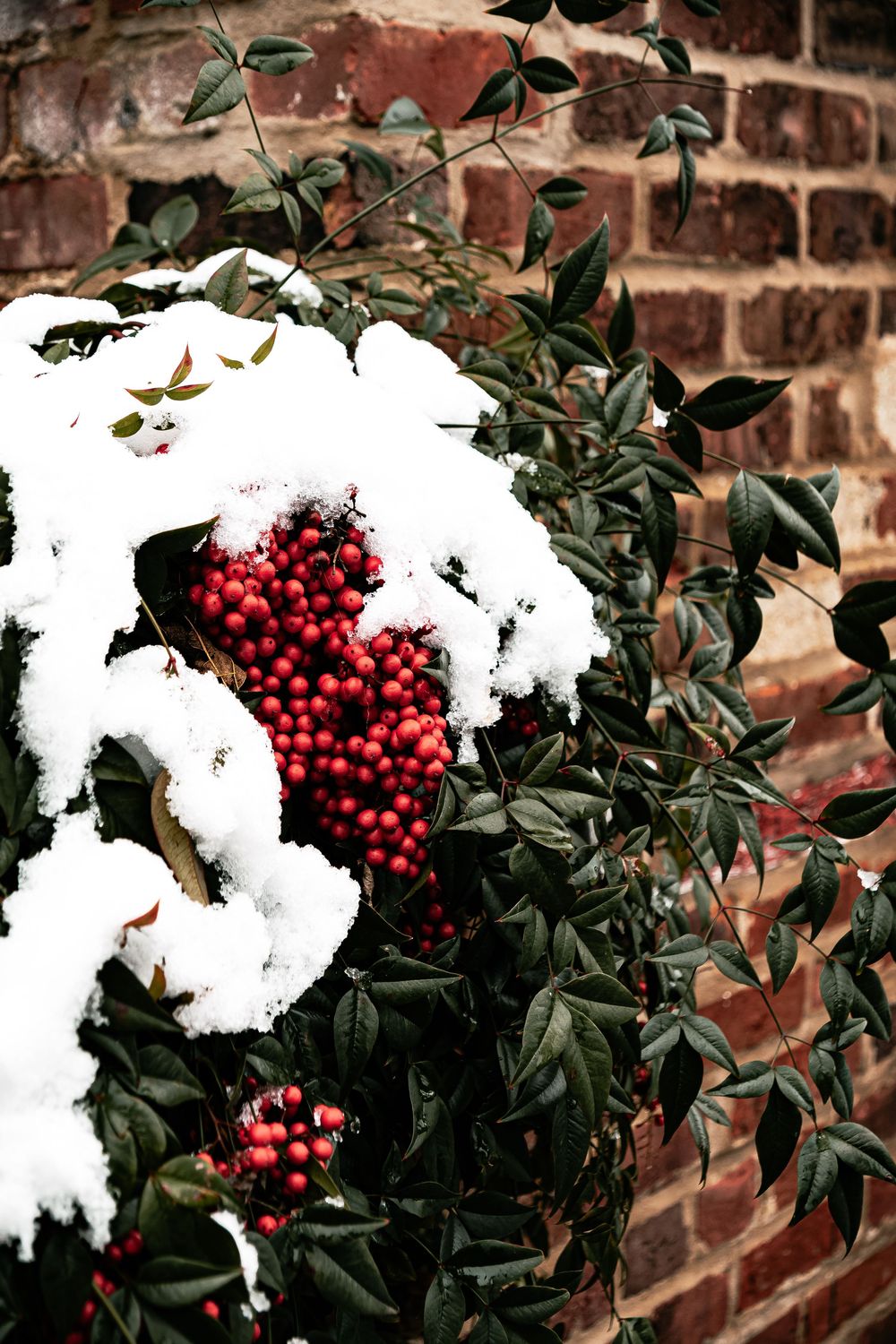 Bright red winter berries covered in fresh white snow against dark green leaves and a rustic brick wall background.