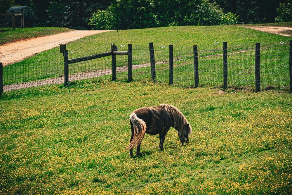 A series of six photos showing horses grazing and walking in a green pasture with wooden fence posts.
