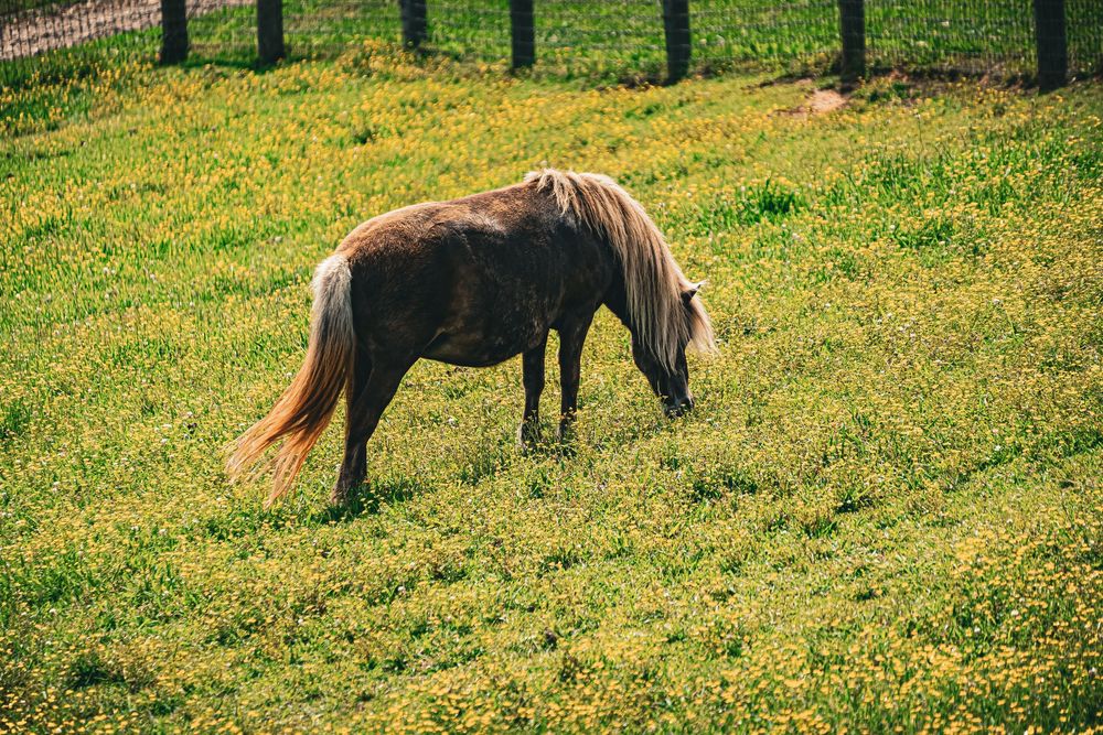 Two dark horses grazing on a lush green hillside pasture in summer.