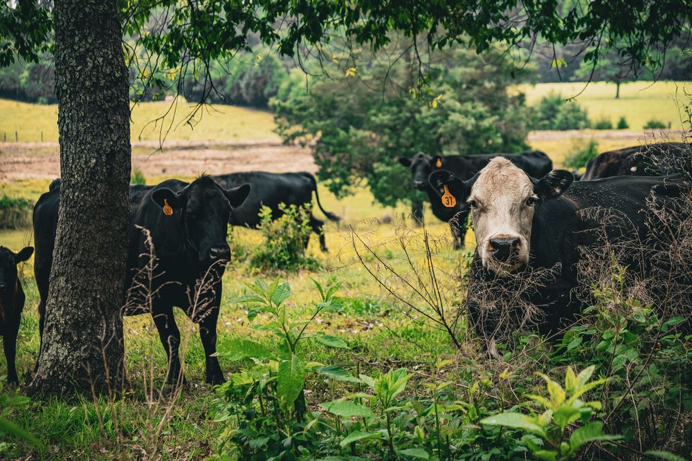 Herd of cattle grazing in a lush green pasture with trees providing shade on a sunny day.