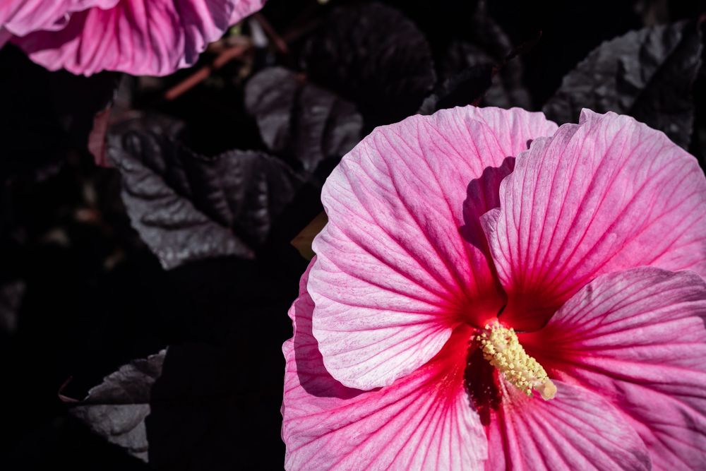 Pink hibiscus flowers bloom in sequence showing different stages of opening from bud to full blossom against dark background.