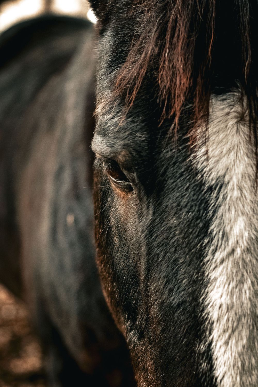 Close-up view of a black and white horse's face showing partial details of its eye and distinctive markings.