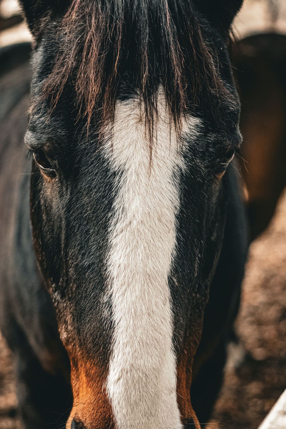 Close-up portrait of a horse's face showing distinctive black and white facial markings with a white blaze pattern.