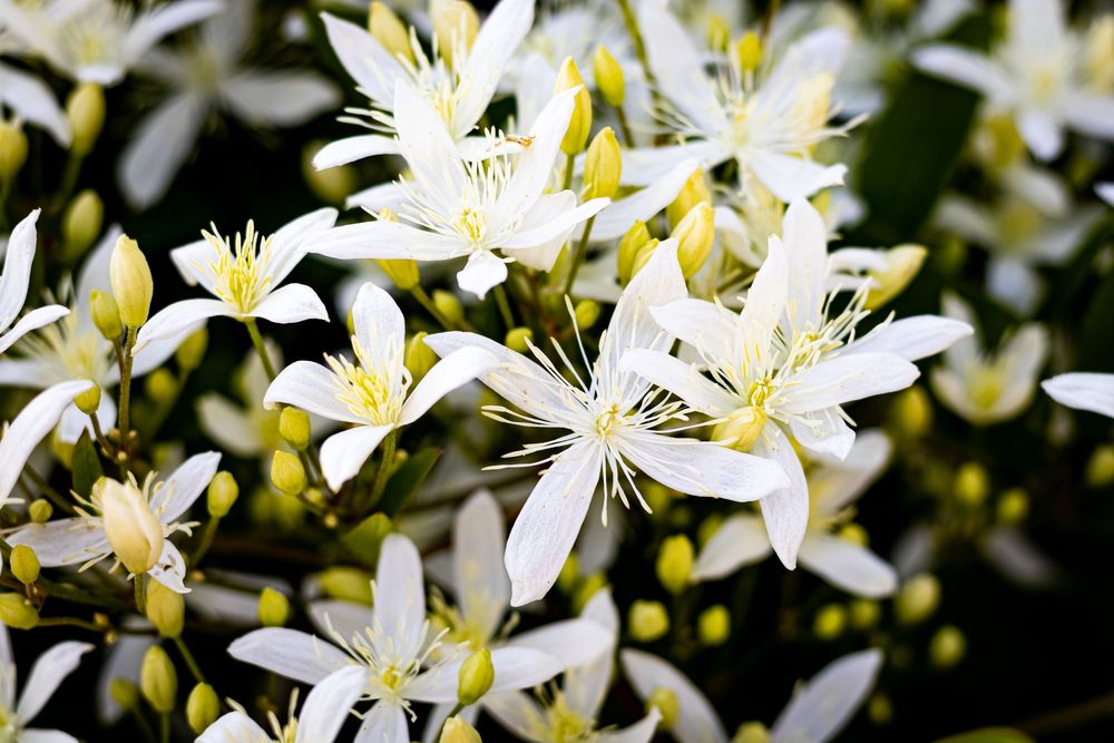 Delicate white clematis flowers with yellow stamens bloom in a lush garden display.