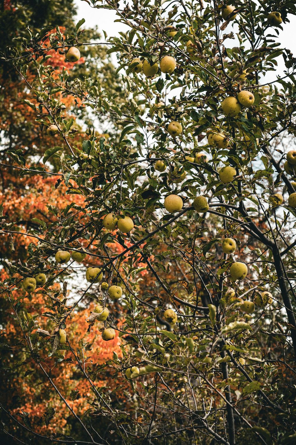 Yellow citrus fruits growing on tree branches against autumn foliage in a garden setting.
