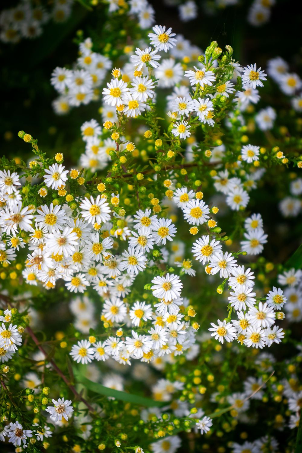 Delicate white daisy flowers with yellow centers bloom abundantly among green foliage in a summer garden.