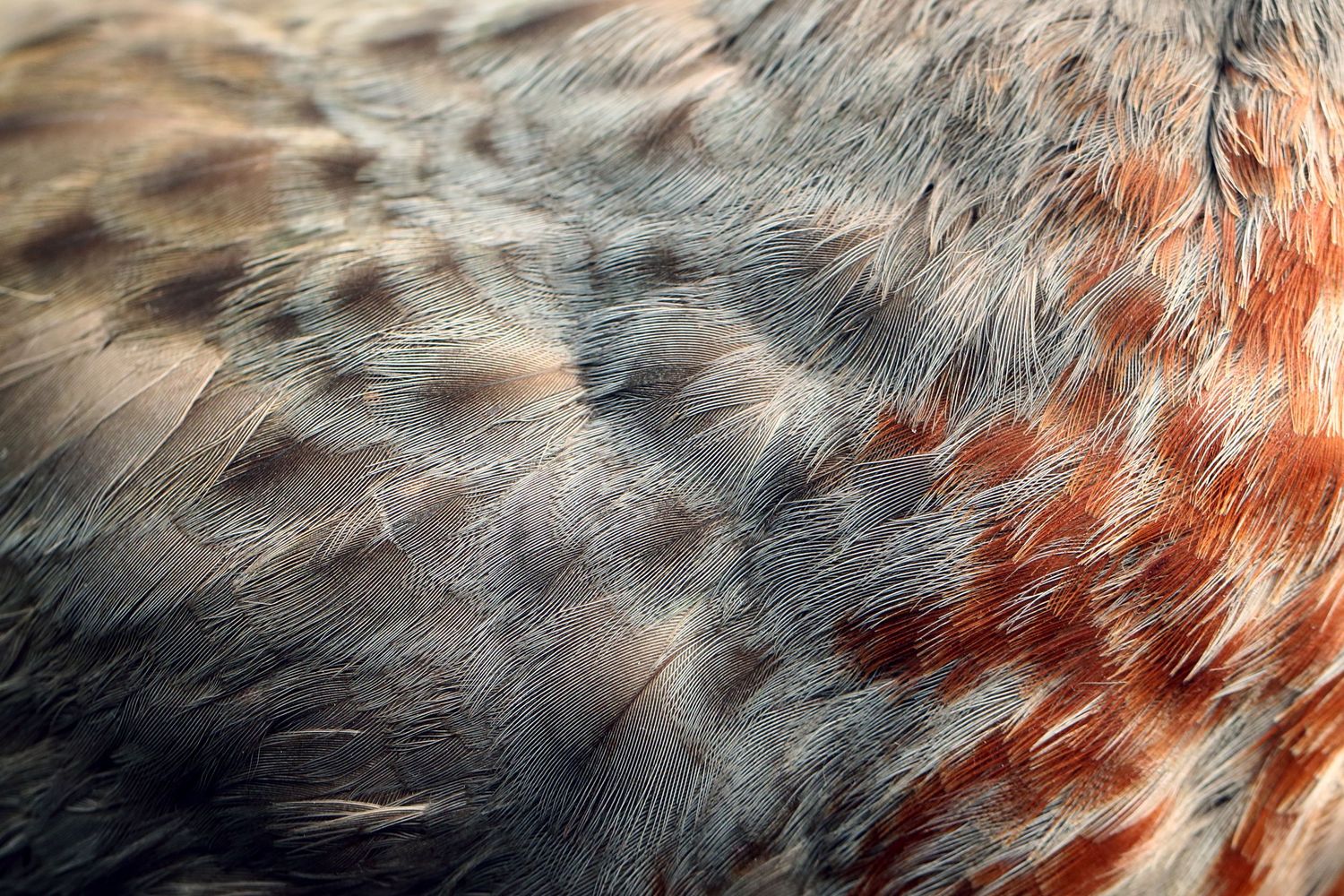 Whio Blue duck feathers macro