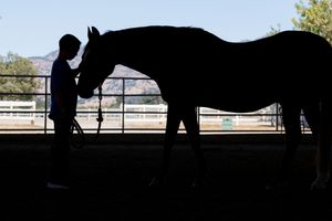 Horse and Pet Portraits