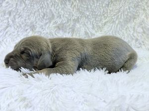 A tiny newborn puppy with gray fur sleeping peacefully on a soft white fluffy blanket.