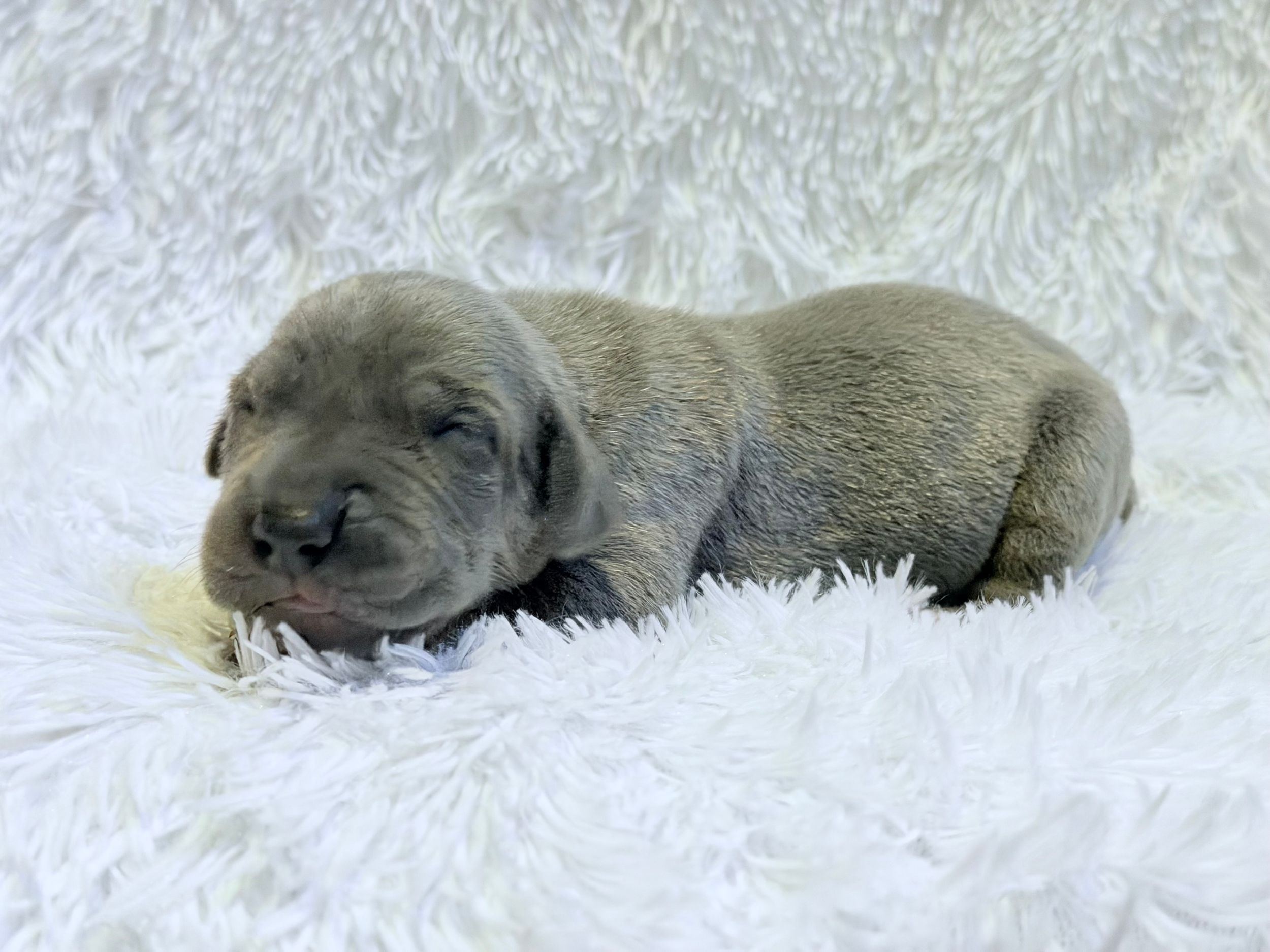 A tiny newborn gray puppy sleeping peacefully on a soft white fluffy blanket.