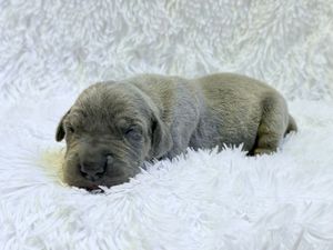 A tiny newborn gray puppy sleeping peacefully on a soft white fluffy blanket.