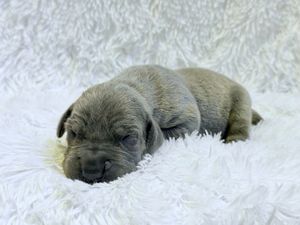 Tiny newborn puppy sleeping peacefully on a soft white fluffy blanket, with gray fur and closed eyes.