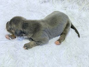 Tiny newborn gray puppy sleeping on a white fluffy blanket, eyes still closed, showing small paws and tail.