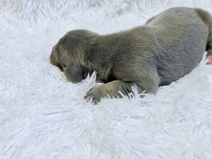 Newborn gray puppy sleeping curled up on a soft white fluffy blanket.