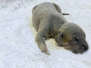 Newborn gray puppy sleeping peacefully on a soft white fluffy blanket.