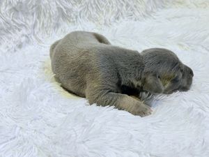 A tiny newborn gray puppy sleeping curled up on a soft white fluffy blanket.