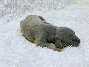 Newborn puppy sleeping curled up on a soft white fluffy blanket, with gray fur and tiny features.