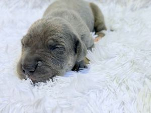 Newborn gray puppy sleeping peacefully on a soft white fluffy blanket with eyes closed.