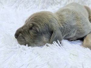 A tiny gray Labrador puppy sleeping peacefully on a soft white fluffy blanket.