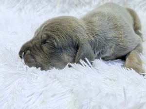 Newborn gray Labrador puppy sleeping peacefully on a soft white fluffy blanket.