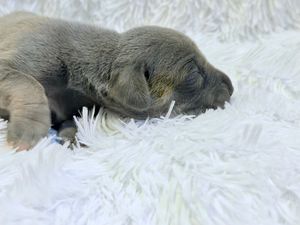 Newborn gray puppy sleeping peacefully on a fluffy white blanket with eyes closed.