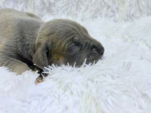Newborn puppy sleeping peacefully on a fluffy white blanket, with eyes closed and soft gray fur.