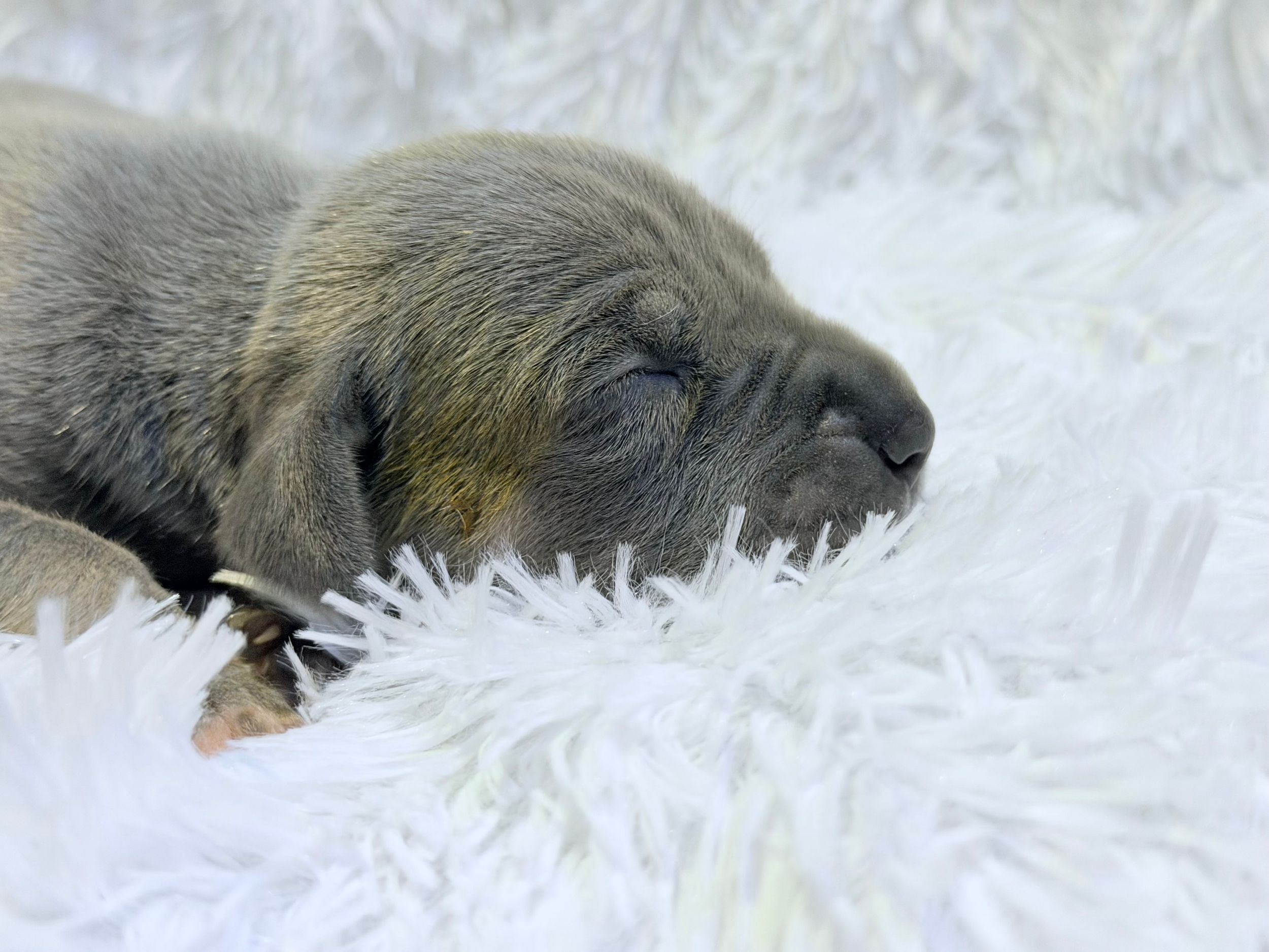 Newborn puppy sleeping peacefully on a fluffy white blanket, eyes closed, with soft gray-brown fur.