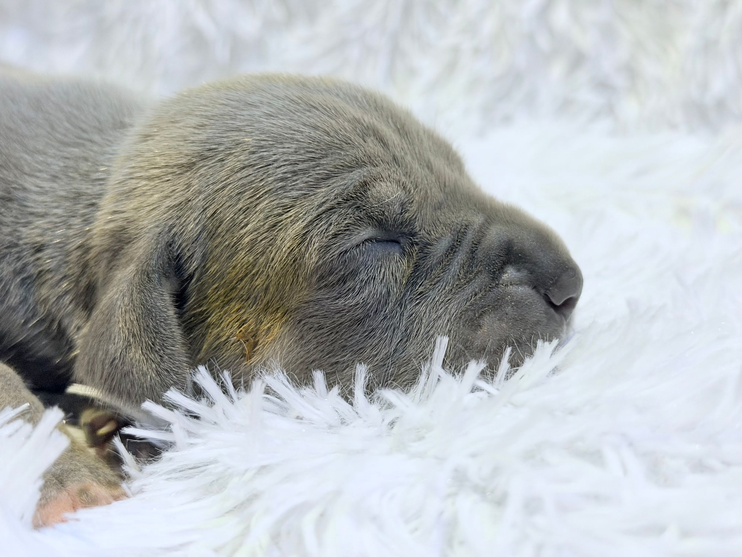 Newborn puppy sleeping peacefully on a white fluffy blanket, with closed eyes and soft gray fur.