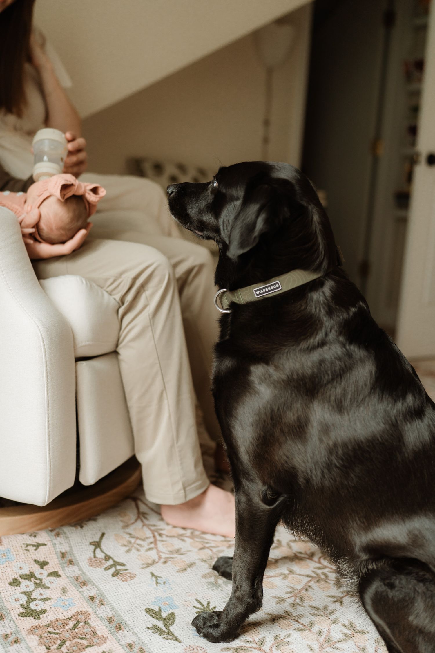 A black Labrador dog sits attentively on a floral rug, watching a person hold a newborn baby in a cozy nursery.