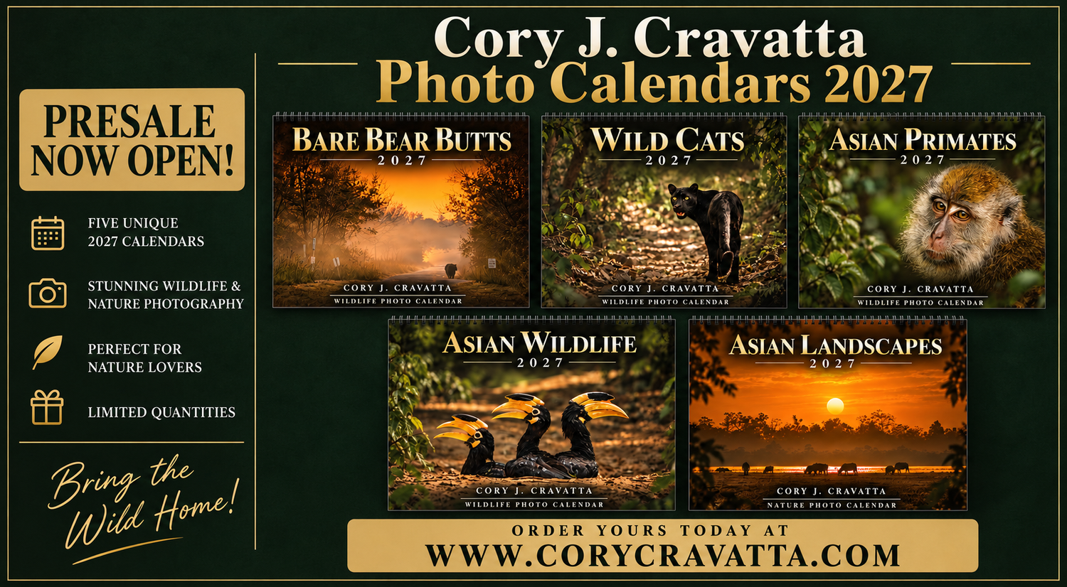 Cory J. Cravatta 2027 wildlife photo calendars presale featuring bear, wild cats, primates, Asian wildlife, and landscapes.