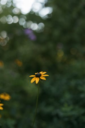 A single yellow black-eyed Susan flower with a dark center stands tall against a lush, blurred green garden background.