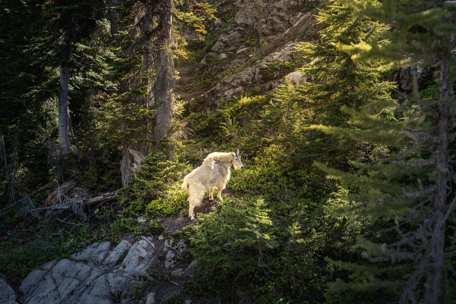 A white mountain goat stands on rocky terrain among tall evergreen trees in a sunlit forest.
