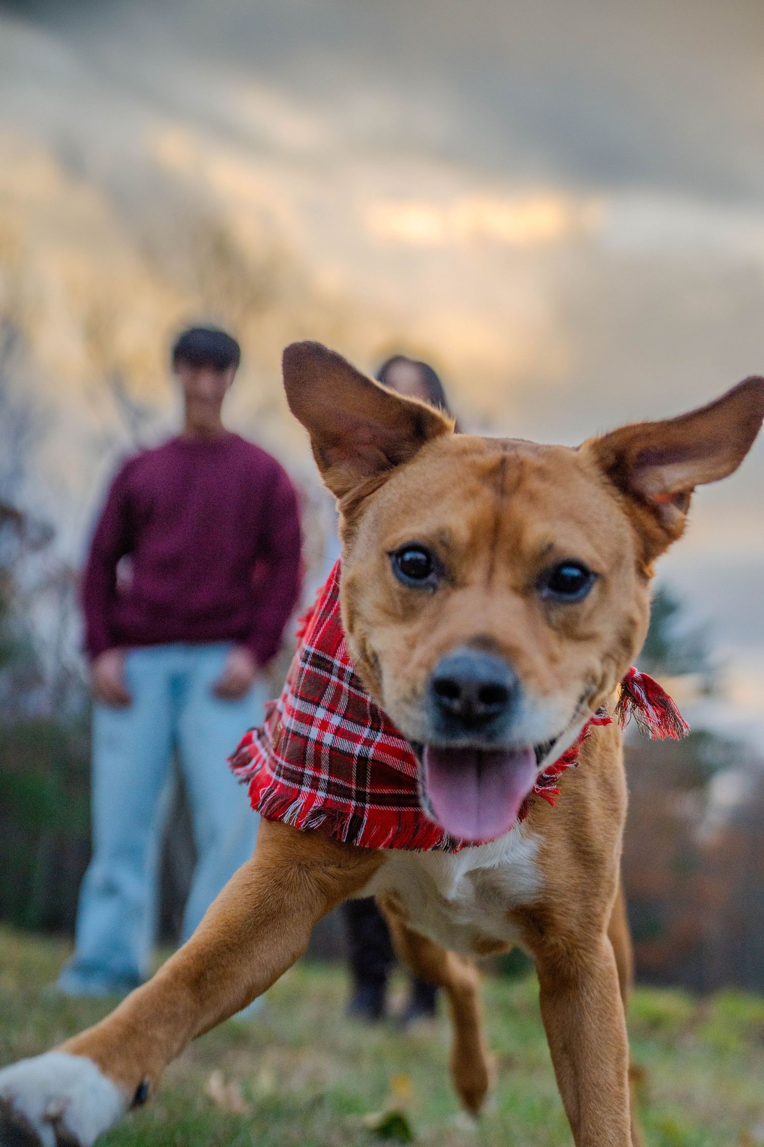 Happy brown dog wearing red plaid bandana runs toward camera with two people standing in background at sunset.