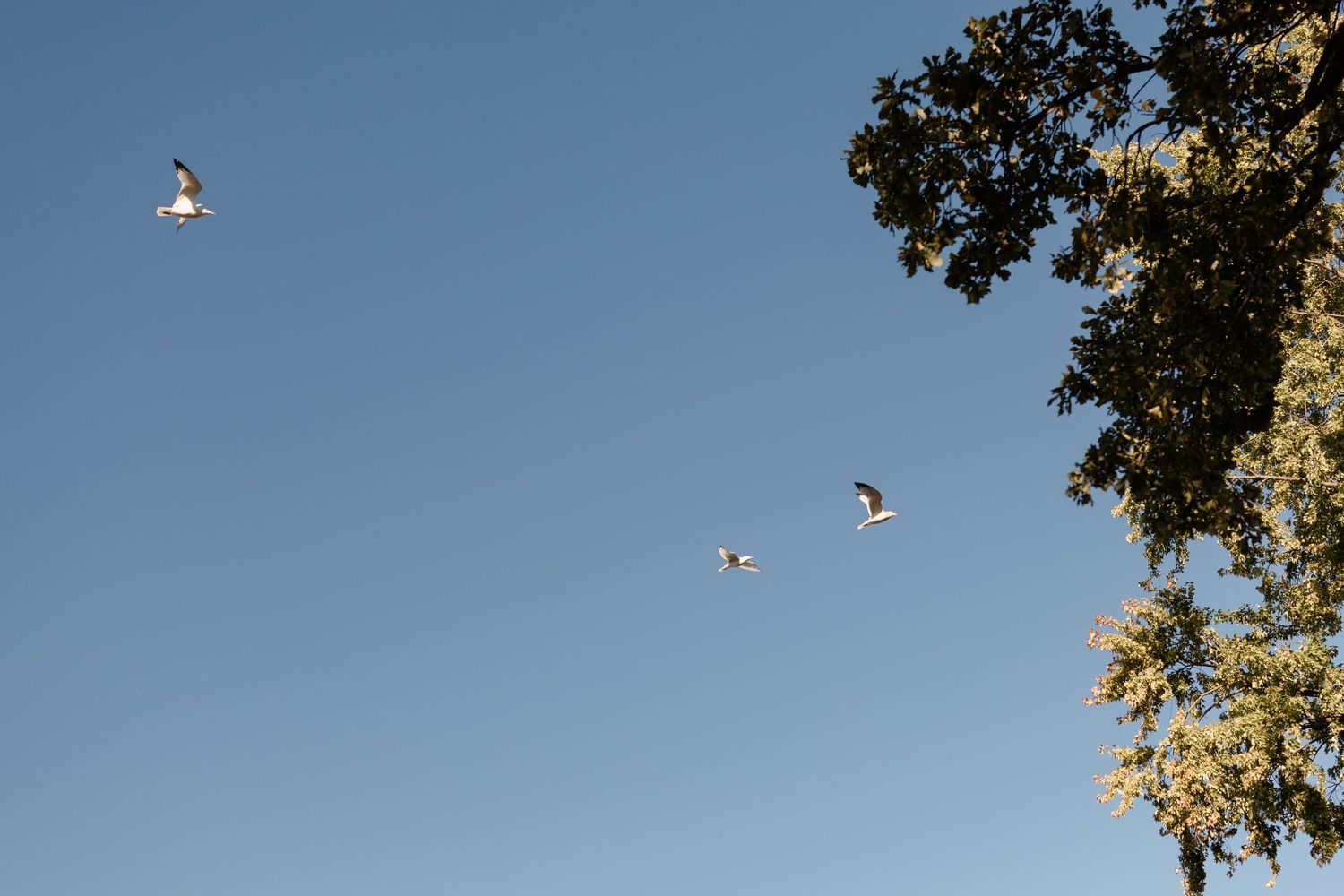 Three birds soaring in a clear blue sky beside a lush green tree on a sunny day.