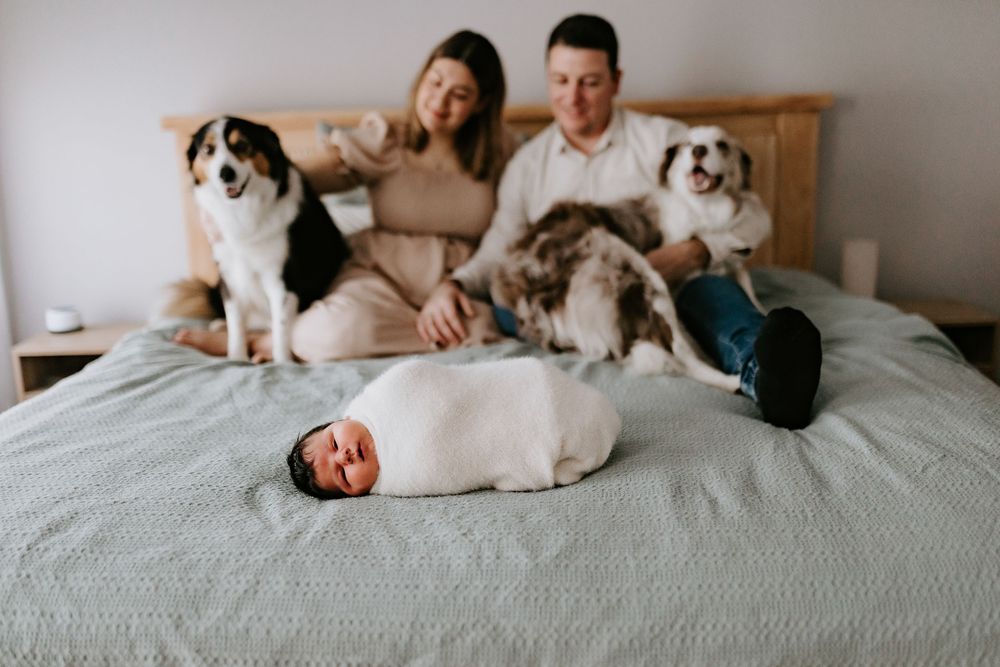 Newborn baby swaddled on bed with parents and two dogs in a cozy family portrait photo.