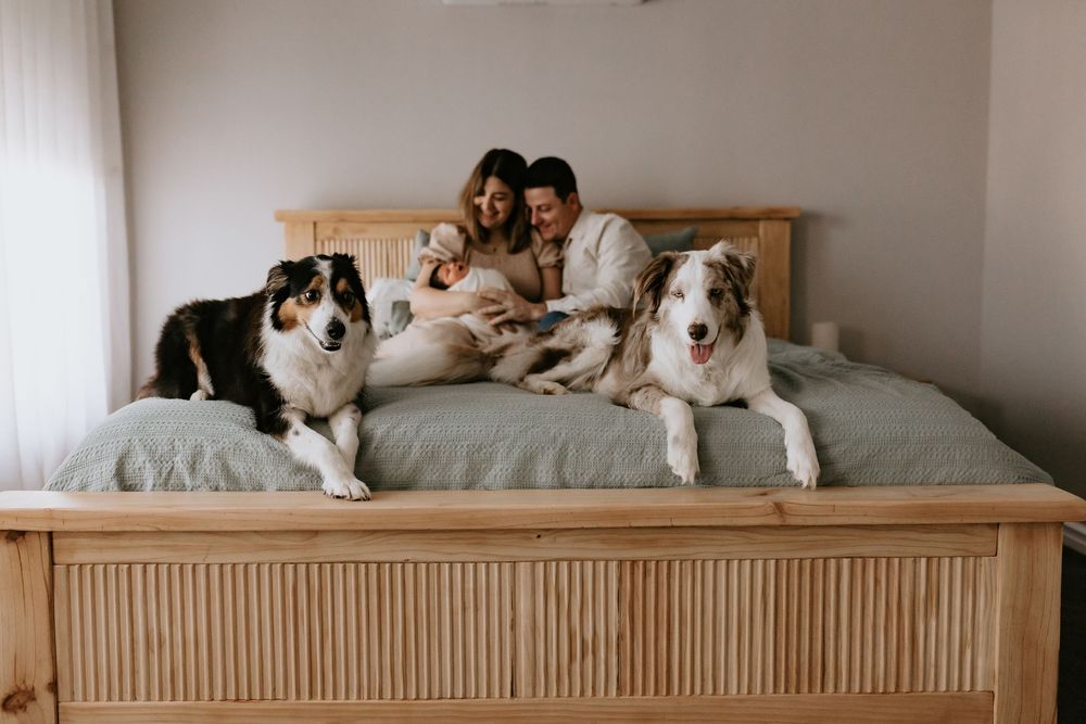 A couple sits on a bed holding a newborn baby, flanked by two Australian Shepherd dogs in a cozy bedroom.