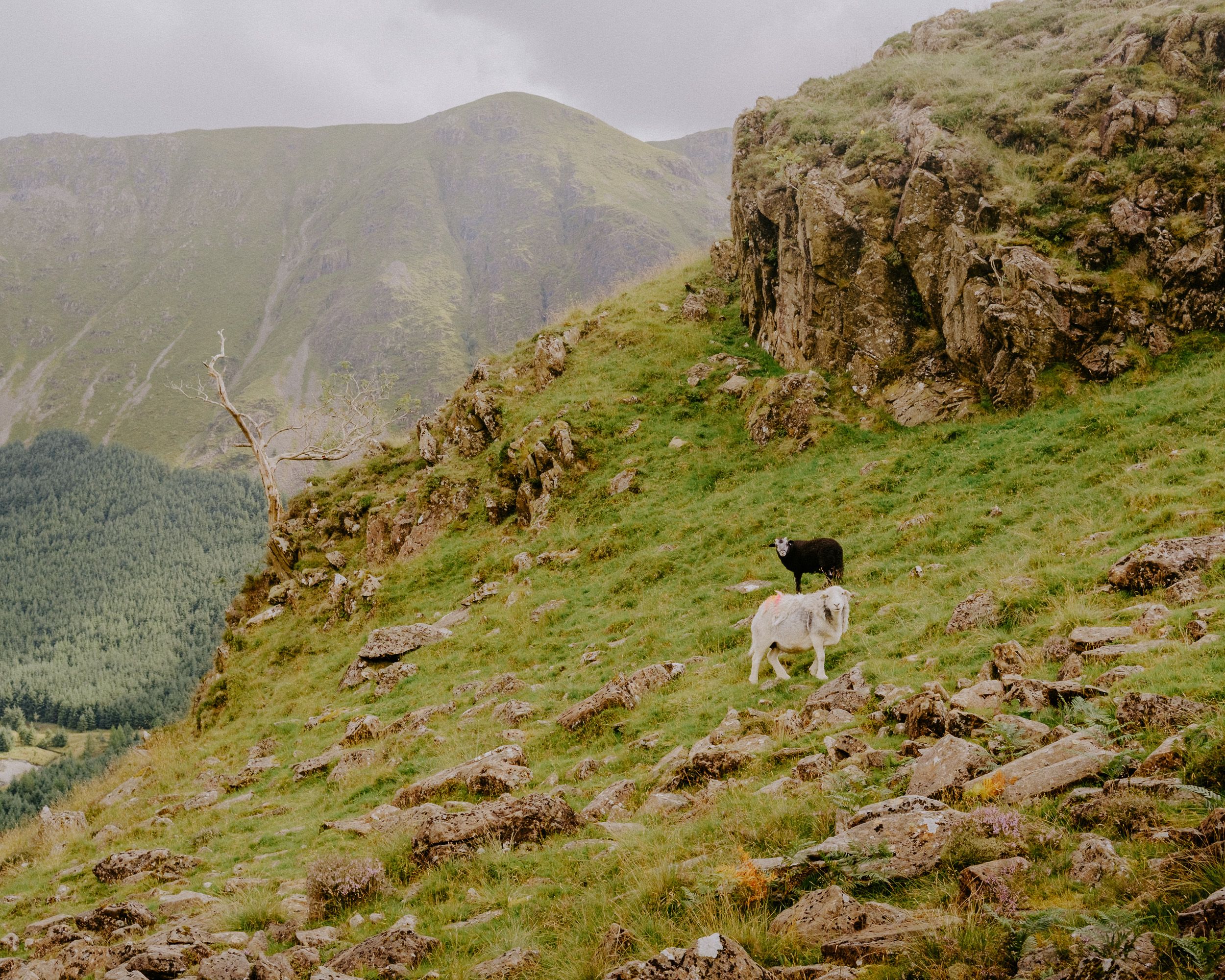 A lone sheep grazes on a rocky green hillside with misty mountain valleys in the background.