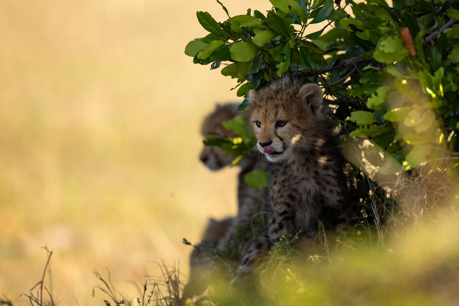 cheetah