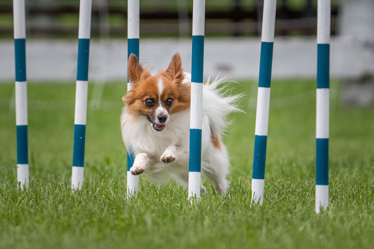 A fluffy white dog leaps through the air with a tennis ball in its mouth during a flyball competition.