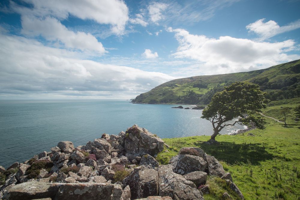 Albero solitario affacciato sulla baia lungo la costa irlandese