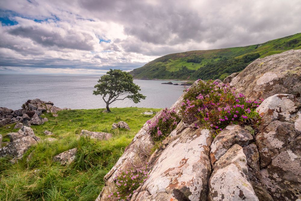 Paesaggio costiero irlandese con albero solitario e fiori in primo piano